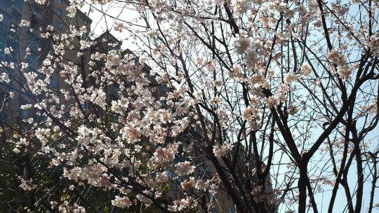 春天美丽的桃花花朵盛开