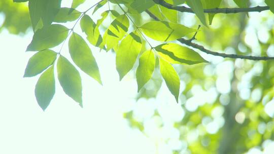 夏天阳光树叶唯美空镜头意境植物