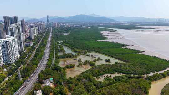 深圳红树林保护区