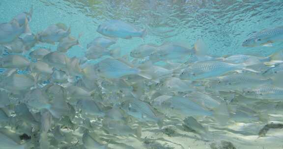 佛罗里达斯普林斯清澈的蓝色热带水中，条纹