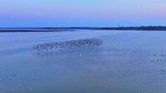 鄱阳湖日落候鸟