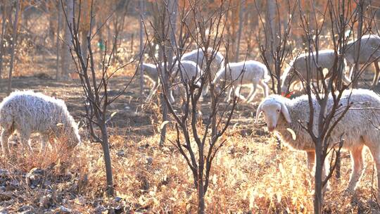 4K放羊放牧-羊群在冬日暖阳下吃草