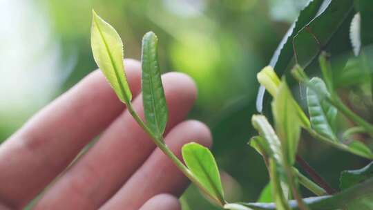 茶农用手抚摸茶叶慢镜头