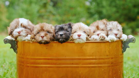 几只可爱的小狗趴在铜桶壁上