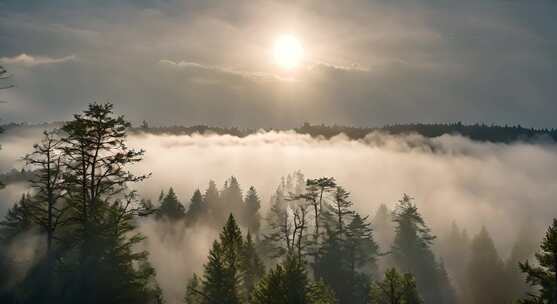 原始森林云雾缭绕树林光影阳光云海空境写意