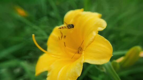 蜜蜂采蜜升格慢镜头花丛花簇自然美花头黄色