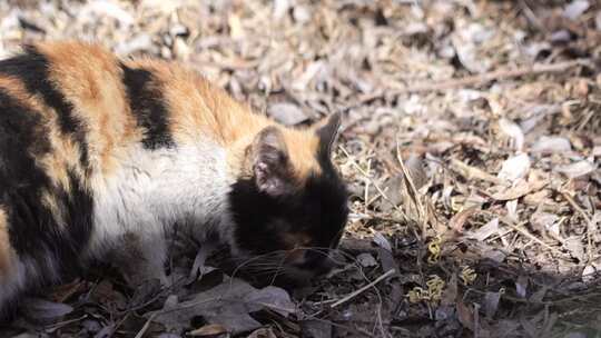 猫咪 小猫 猫 橘猫 动物