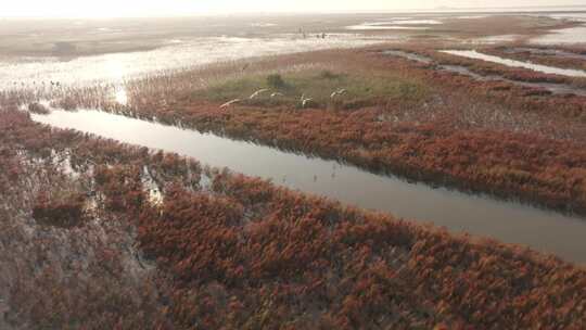 黄河湿地小白额雁航拍