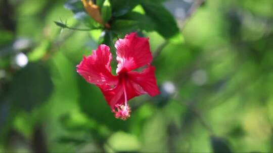 红色的热带花朵——芙蓉