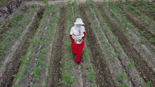 航拍种植西红柿4K实拍视频