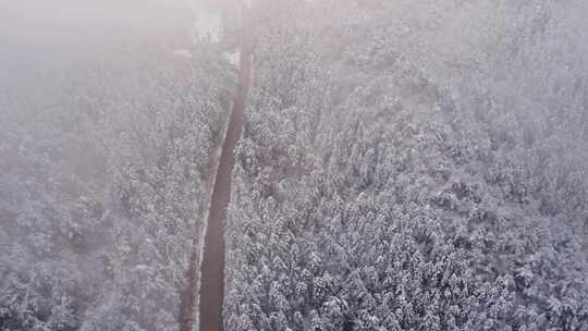 航拍雪覆树林中的道路