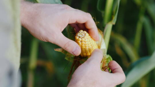 农民用手扒开玉米植株上的玉米