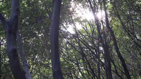 阳光穿过树林太阳照射森林阳光树叶仰拍树林
