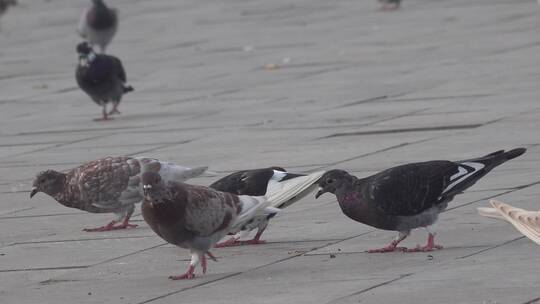 广场上啄食的鸽子1视频素材模板下载