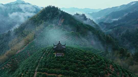 黄山毛峰茶园茶山绿茶