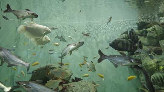 海洋馆水族馆鱼缸鱼类热带鱼淡水鱼特写