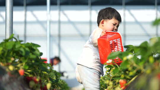 小孩在草莓地 幼儿在草莓地玩耍