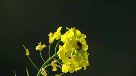 油菜花花海