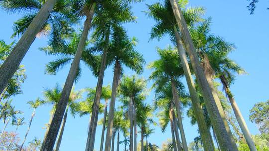 唯美阳光高大的棕榈树林合集