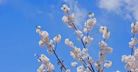 春天春季唯美的樱花空镜实拍