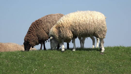 德国羊在吃草