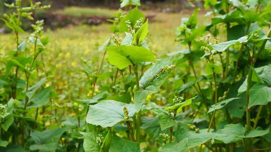 4K苦荞荞菜农村菜地视频