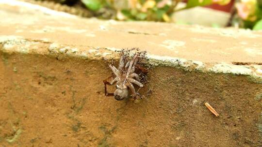蚁群捕获了一只蜘蛛