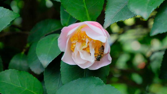 蜜蜂飞舞采蜜山茶花