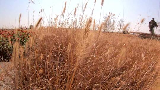 升格拍摄秋天公园的干枯的草
