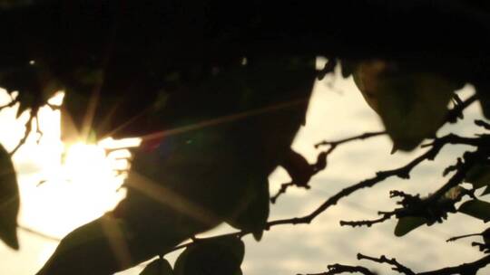 阳光透过剪影的树叶照耀着