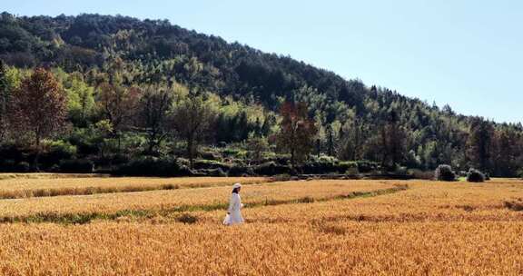 女子漫步金黄稻田