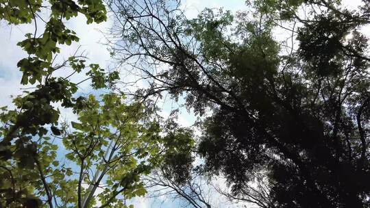 蓝天白云绿树夏日风景实拍