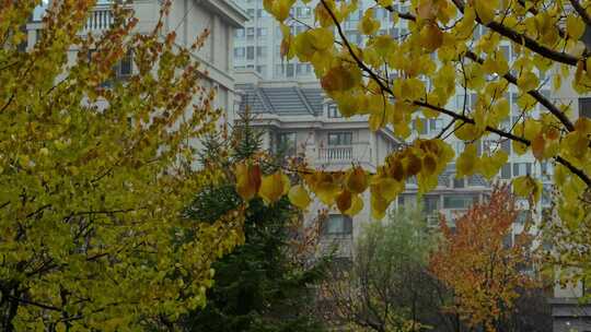 树叶秋叶黄叶住宅楼房园区小雨秋季