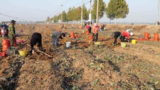 农民人工挖地黄田地北方土地地黄生视频素材模板下载