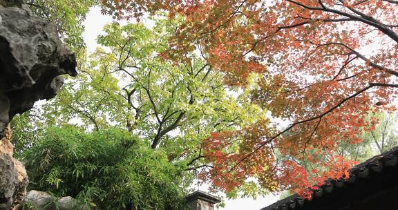 秋天苏州园林唯美红枫古建筑局部特写