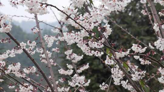 春天阳光下的樱花花朵