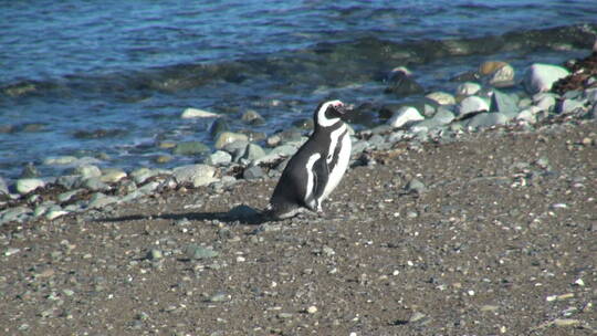 走在海边的企鹅视频素材模板下载