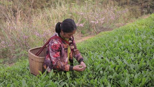 茶农采摘茶叶