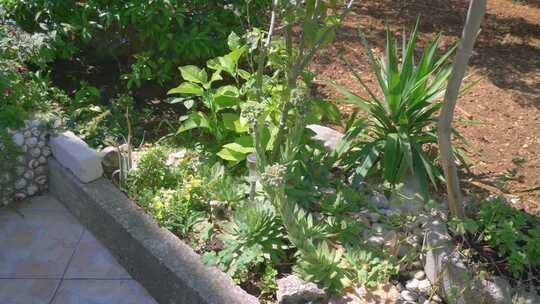 阳光照射在花园边缘装饰的绿色植物上。植物之间的太阳能电池板供电灯