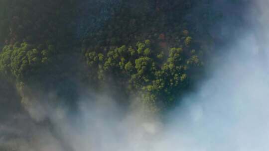 高山森林晨曦云海晨雾生态环境航拍