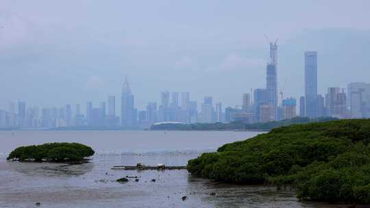 深圳福田国家级自然保护区深圳湾的鸟