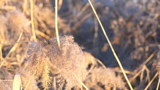 芦苇 禾本科 花 干芦苇 被子植物 芦苇毛