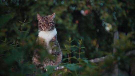 美丽的猫坐在户外