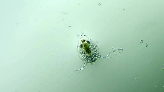 科学纪录片素材，显微镜下的桡足类幼虫1