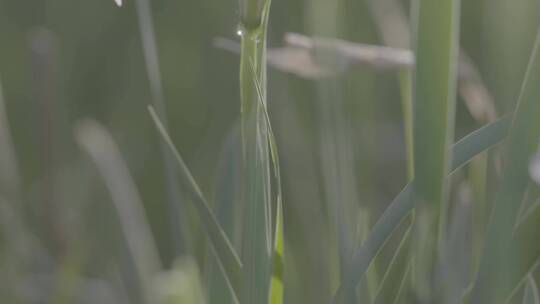 鸢尾兰花LOG视频素材模板下载