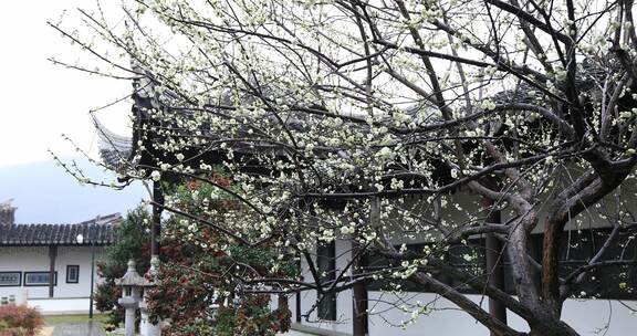 园林春雨雨中梅花