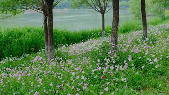 河南三门峡黄河公园水边的花丛4K