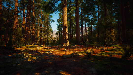 美国加州红杉国家公园的巨型红杉视频素材模板下载