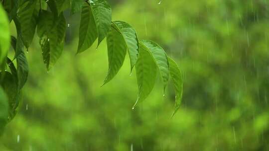 大雨特写、雨水打在树枝上