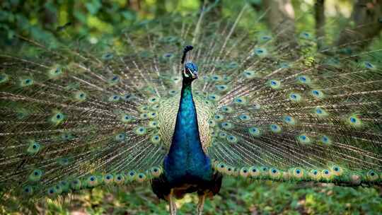 开屏孔雀特写素材